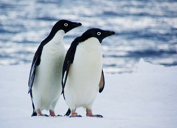 Adelie Penguins 2959