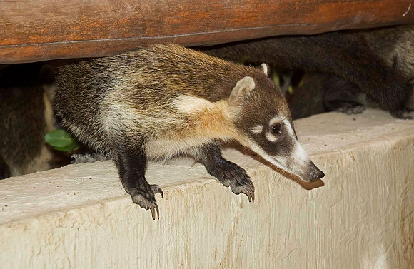 Coati, Punta Serena, Tenacatita 2860