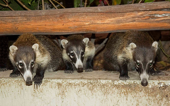 Coatis, Punta Serena, Tenacatita 2866