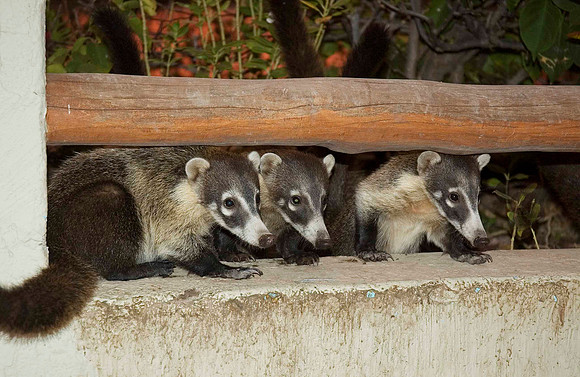 Coatis, Punta Serena, Tenacatita 2867