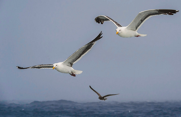 Western Gulls 3970