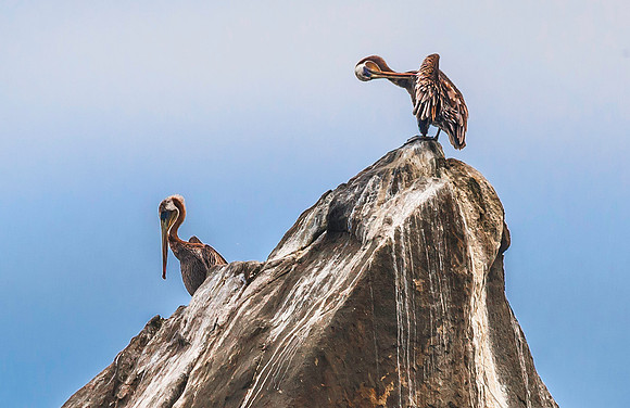 California Brown Pelicans, Half Moon Bay 3881