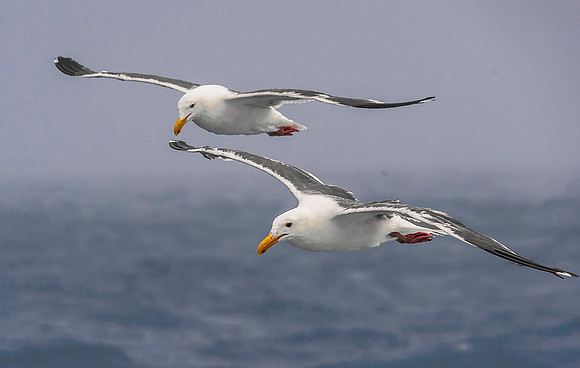 Western Gulls 3933