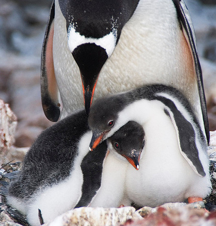 Gentoo Penguin with chicks 3743