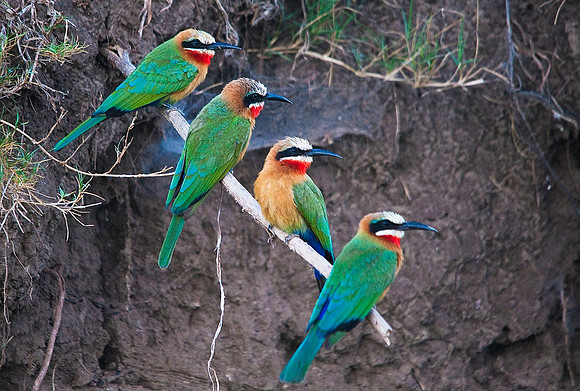 Bee Eaters, Zambezi River, Zambia 7362