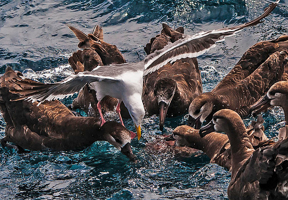 Gull standing on Black-footed Albatross 4032