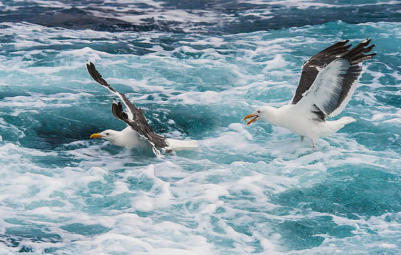 Western Gulls 3962