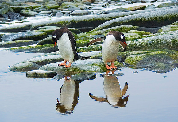 Gentoo Penguins 3656
