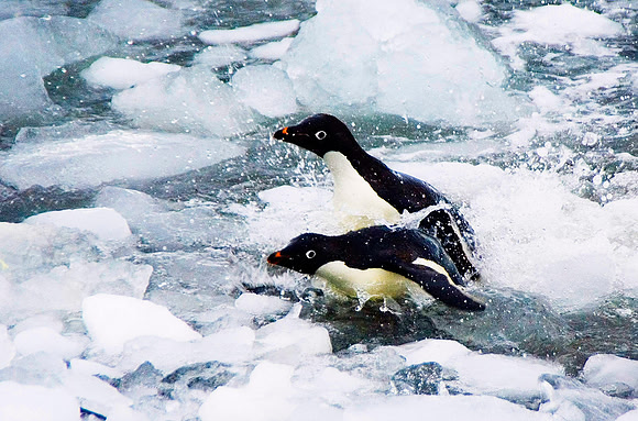Adelie Penguins 3072