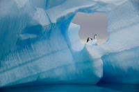 Gentoo Penguins 3458P