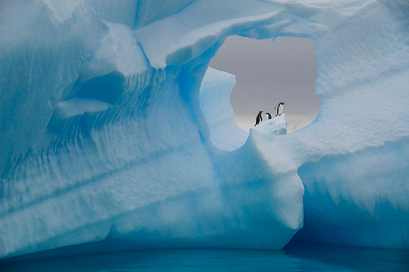 Gentoo Penguins 3458P