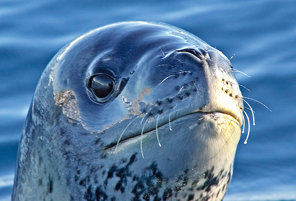 Leopard Seal - note mountain reflected on seal 3362