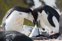 Chinstrap Penguins 3241
