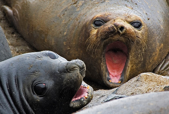Elephant Seals 3911