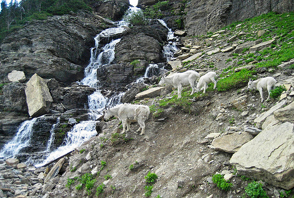 Mountain Goat, Glacier National Park 4275