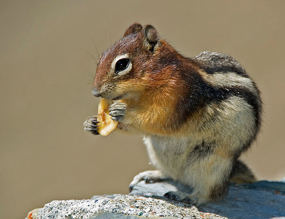 Golden Manteled Ground Squirrel, Ptarmigan Tunnel, Glacier National Park 4563