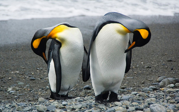 King Penguins 1805