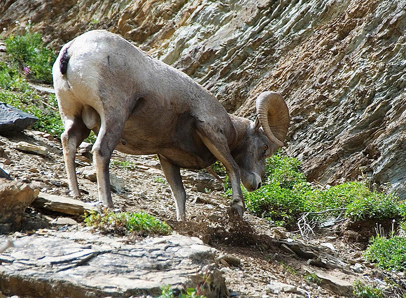 Bighorn Sheep, Waterton National Park 4608