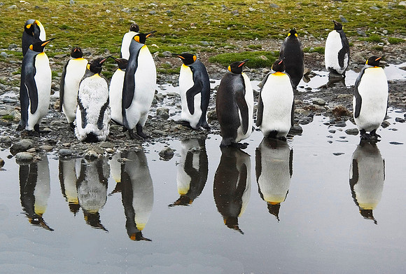 King Penguins 1651