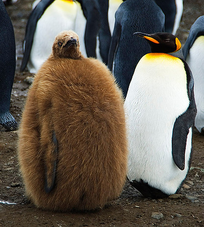 King Penguin chick 1676