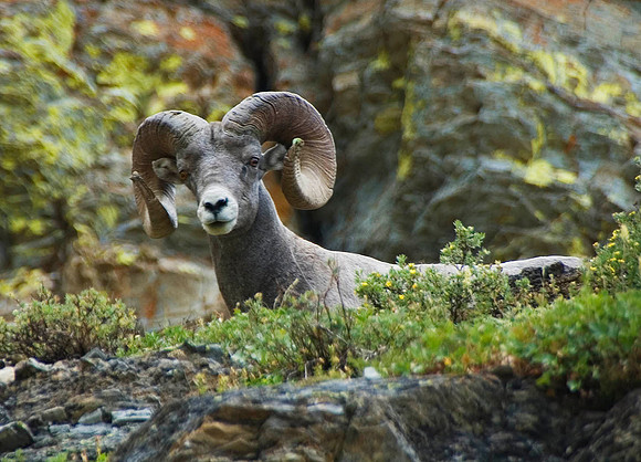 Bighorn Sheep, Glacier National Park 4447