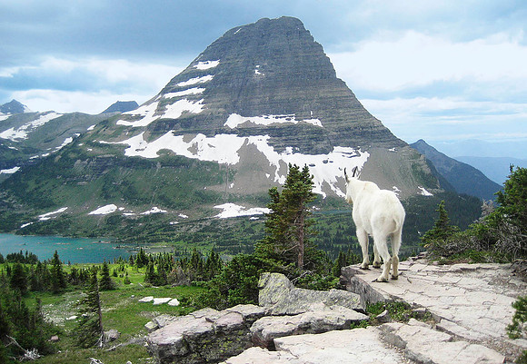 Mountain Goat, Glacier National Park 4295