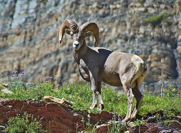 Bighorn Sheep, Glacier National Park 4540