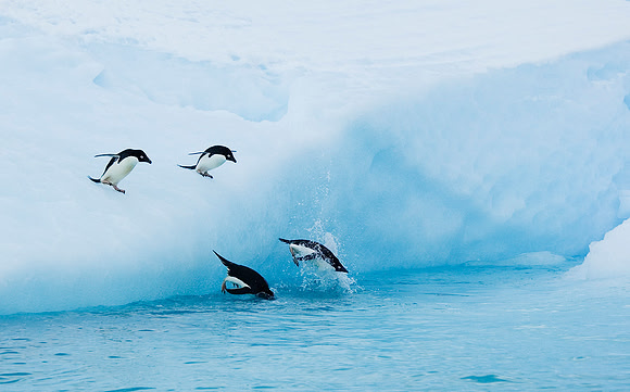 Adelie Penguins 2836