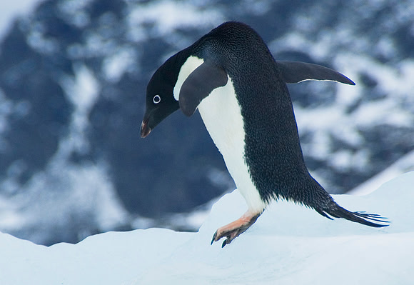 Adelie Penguin 2822