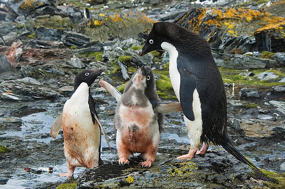 Adelie Penguin and chicks 2733