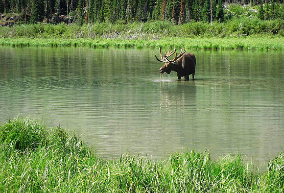 Moose, near Goat Haunt, Glacier National Park 4483