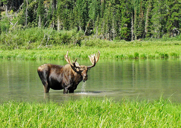 Moose, near Goat Haunt, Glacier National Park 4472