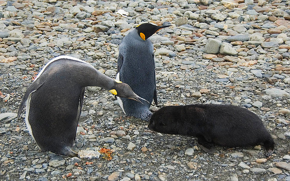 King Penguin disciplining obstreperous Fur Seal pup 1781