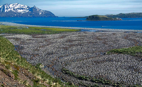 250,000 King Penguins, Salisbury Plain overlook 1928