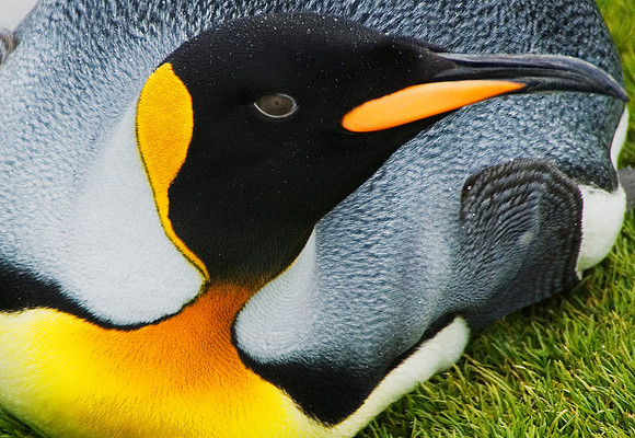 King Penguin 1756