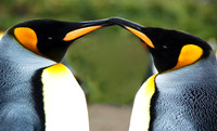 South Georgia Island - 275,000 King Penguins January 2008
