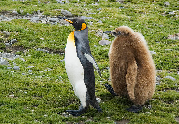 King Penguin mother with chick 1692