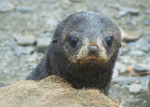 Southern Fur Seal pup 1840