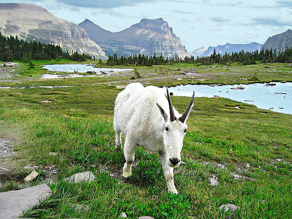 Mountain Goat, Logan Pass, Glacier National Park 4310