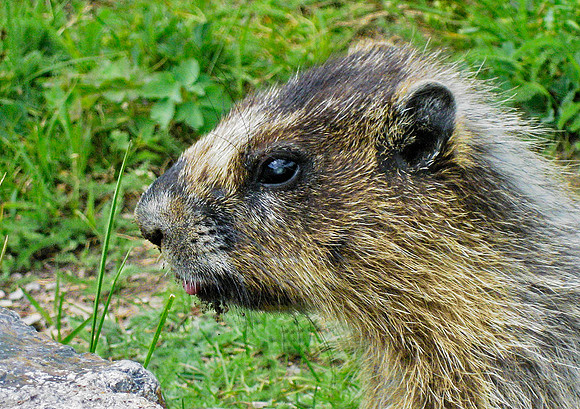 Hoary Marmot, Glacier National Park 4273