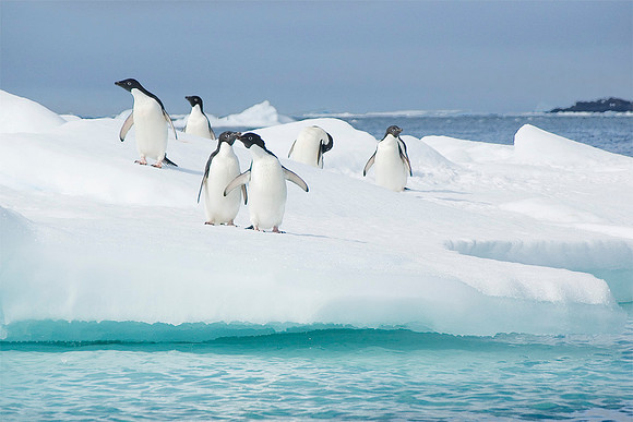 Adelie Penguins 2789