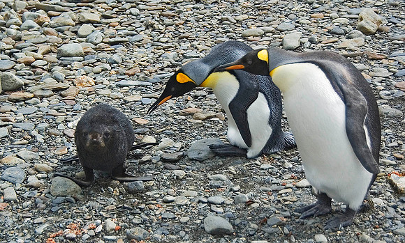 King Penguin disciplining obstreperous Fur Seal pup 1785