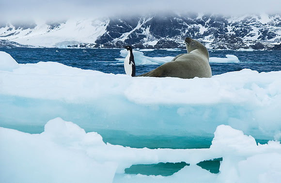 Crabeater Seal and Adelie Penguin 2811