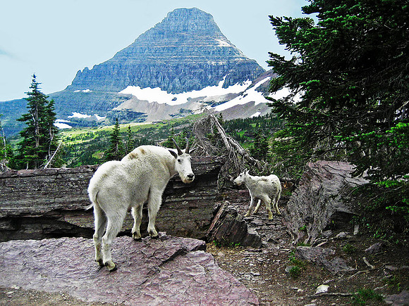 Mountain Goat, Glacier National Park 4293