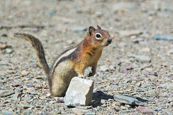 Golden Mantled Ground Squirrel, Ptarmigan Tunnel, Glacier National Park 4558