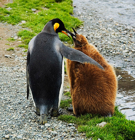 King Penguin mother with chick 1709
