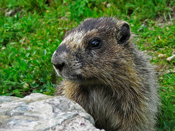 Hoary Marmot, Glacier National Park 4264