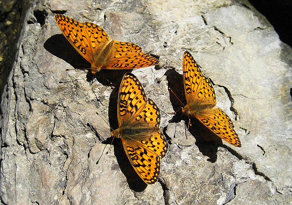 Butterflies, Glacier National Park 4365