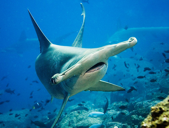 Scalloped Hammerhead Shark 4660