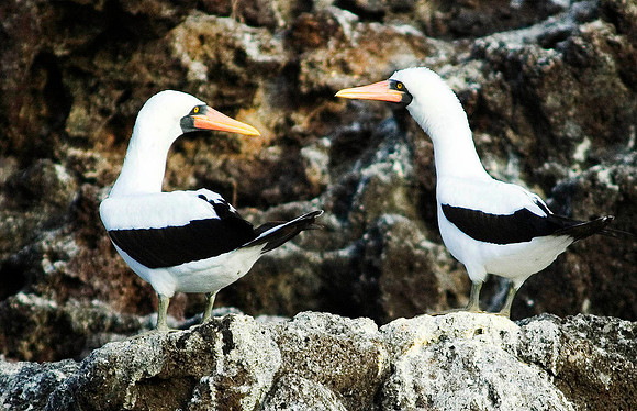Nazca Boobie 5071